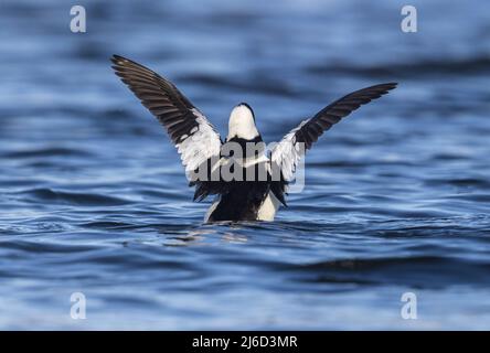 Drake bufflehead dehnt seine Flügel im Norden von Wisconsin. Stockfoto