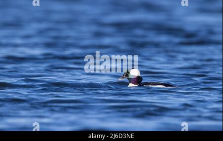 Drake bufflehead schwimmend im Norden von Wisconsin. Stockfoto