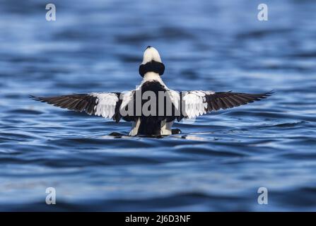 Drake bufflehead dehnt seine Flügel im Norden von Wisconsin. Stockfoto