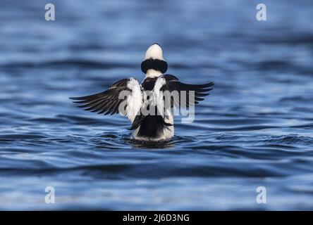 Drake bufflehead dehnt seine Flügel im Norden von Wisconsin. Stockfoto