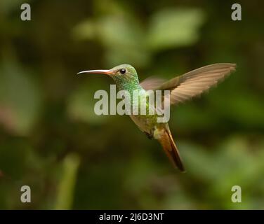 Ein Kolibri mit Rufous-Schwanz in Ecuador Stockfoto