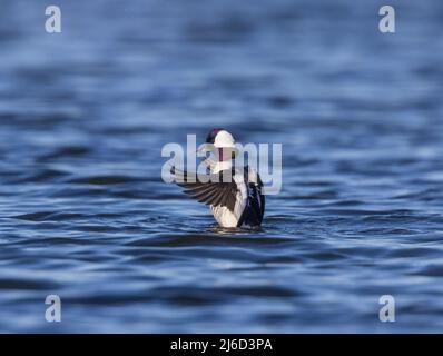 Drake bufflehead dehnt seine Flügel im Norden von Wisconsin. Stockfoto