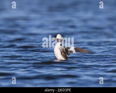 Drake bufflehead dehnt seine Flügel im Norden von Wisconsin. Stockfoto