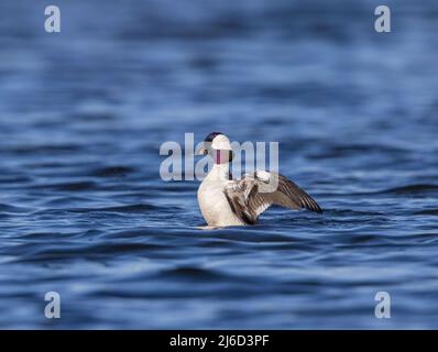 Drake bufflehead dehnt seine Flügel im Norden von Wisconsin. Stockfoto