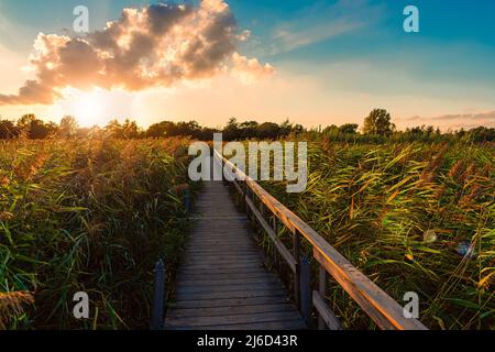 Ein Holzweg mit Handlauf, durch einen Teich mit Gras und Schilf in der Nähe einer grünen Wiese, der bei Sonnenuntergang in Richtung Wald geht. Kopenhagen, Dänemark Stockfoto