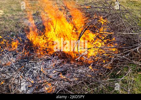 Ein Haufen trockener Äste brennt mit einer hellen Flamme. Müllverbrennung in Sommerhütten. Stockfoto
