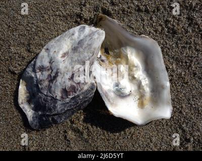 Pazifische Austern am Sandstrand, schöner Hintergrund für Bildschirmschoner, Sammelalbum, Montagen oder Schilder. Stockfoto