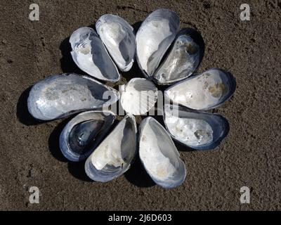 Blaue Muscheln, Mytilus edulis, im Kreis, wie eine Rosette, alle Muscheln zeigen das Innere, in der Mitte ist eine Herzmuschel, gemeiner Hahn. Stockfoto