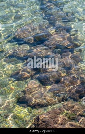 Draufsicht auf Seeanemone und Algen über dem Sand im See. Stockfoto