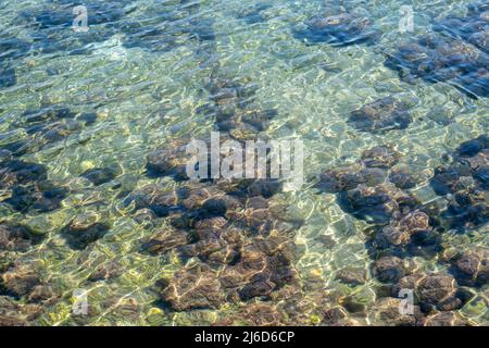 Draufsicht auf Seeanemone und Algen über dem Sand im See. Stockfoto