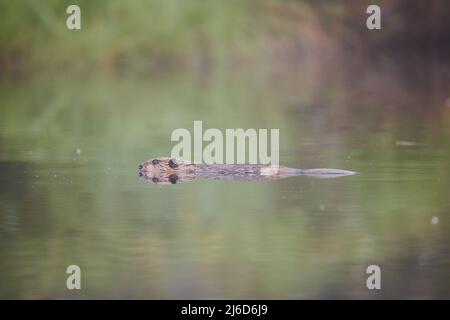 Ein Biber, der im Morgennebel schwimmt Stockfoto