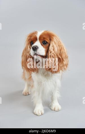 Ein Kavalierkönig charles spaniel, der auf einem weißen Hintergrund steht Stockfoto