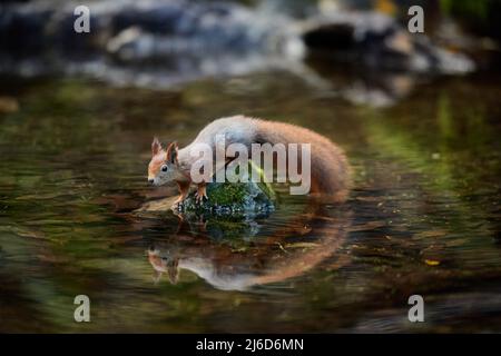 Ein rotes Eichhörnchen sitzt auf einem Felsen im Wasser Stockfoto