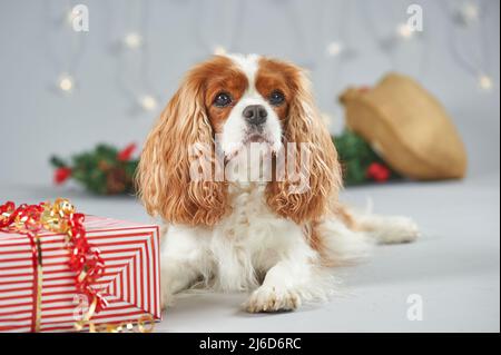 Ein kavaliererer König charles Spaniel Hund, der neben einem Weihnachtsgeschenk liegt Stockfoto
