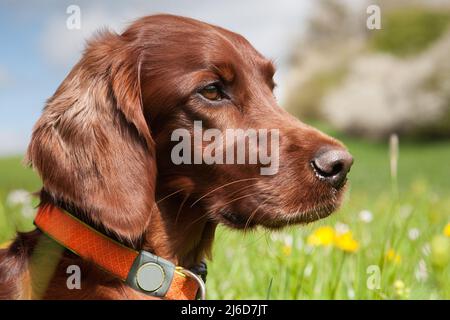 Schönes Portraitfoto eines irischen Setter-Jagdhundes, der an einem schönen Frühlingstag auf der blühenden Wiese sitzt und aufmerksam schaut. Stockfoto