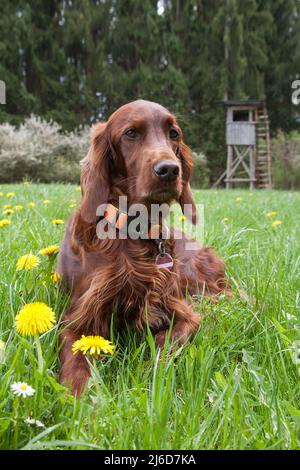 Ein irischer Setter Hound liegt im grünen Gras vor der Jagdkanzel. Eleganz und Energie zeichnen diese Hunderasse aus. Bei der Jagd schneidet er ein Stockfoto