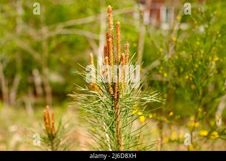 Neue Frühlingstriebe von immergrünen Baum Kiefer mit Knospen auf einem jungen Kiefernzweig, der in immergrünen Nadelwäldern wächst. Stockfoto