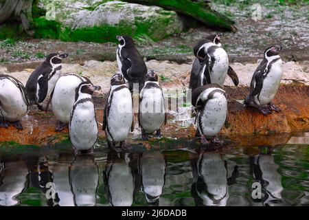 Humboldt-Pinguine . Spheniscus humboldti mittelgroße Pinguine Stockfoto