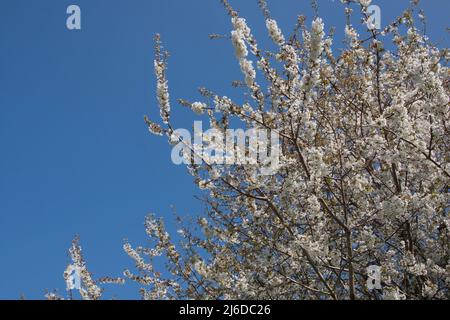 Frühling Kirschblüte, England Stockfoto