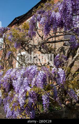 Wisteria (Wisteria sinensis) wächst auf dem Cottage in Hampshire, England Stockfoto