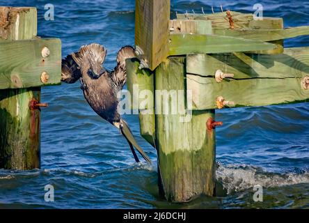 Ein brauner Pelikan (Pelecanus occidentalis) taucht am 24. April 2022 in Gulfport, Mississippi, nach Fischen. Stockfoto