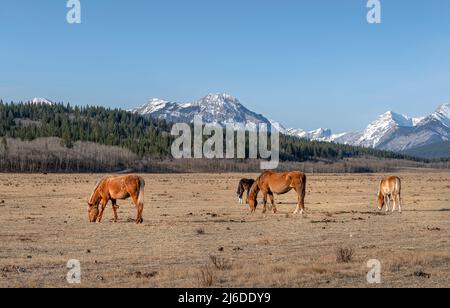 Pferde grasen auf einer Weide in den Ausläufern der Rocky Mountains im Stoney Indian Reserve, Alberta, Kanada Stockfoto