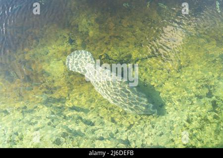 Ein Florida Manatee (Trichechus manatus latirostris) schwimmt im kristallklaren Quellwasser des Blue Spring State Park in Florida, USA Stockfoto