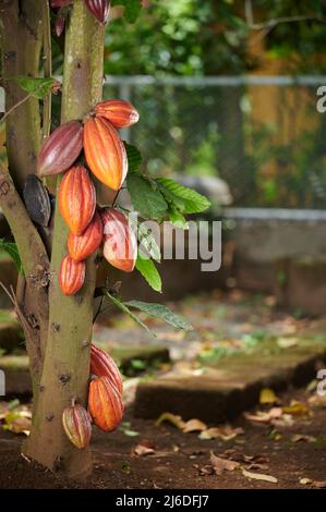 Orangefarbene Kakaoschoten auf Baum mit Kopieplatz verschwommene Landwirtschaft Stockfoto
