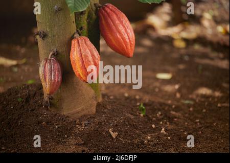 Kakaobaum-Stamm mit Schoten auf unscharfem Boden Hintergrund Stockfoto