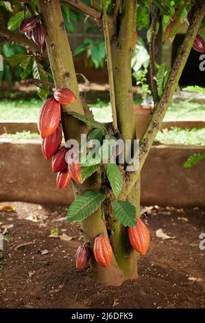 Kakaobaum mit Fruchtkapseln auf dem Bauernhof Hintergrund Stockfoto