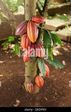 Gruppe von reifen, sauberen Kakaoschoten, die auf dem Baum im Hintergrund der Farm hängen Stockfoto