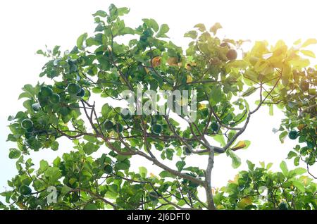 Avocadobaum mit Früchten auf weißem Himmel Hintergrund Stockfoto