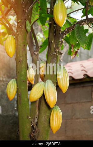 Viele gelbe Kakaoschoten hängen an einem Baum mit verschwommenem Farmhintergrund Stockfoto