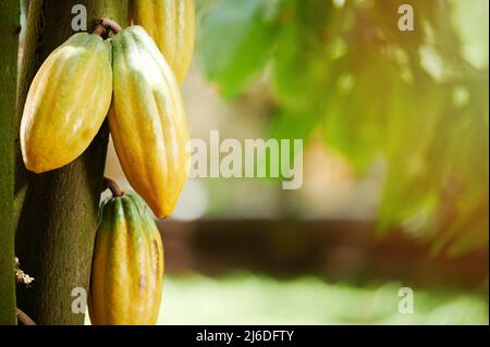 Saubere gelbe Kakaoschoten hängen an einem Baum mit Platz zum Kopieren Stockfoto