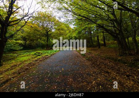 Herbstansicht des Waldes. Braunes Laub bedeckte nasse Straße im Wald. Herbsthintergrundfoto. Stockfoto