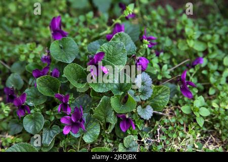 Veilchen blühen im Gras aus nächster Nähe Stockfoto