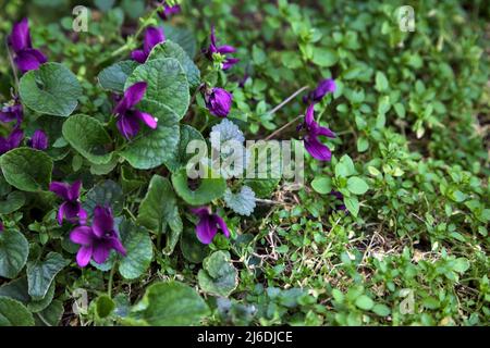Veilchen blühen im Gras aus nächster Nähe Stockfoto