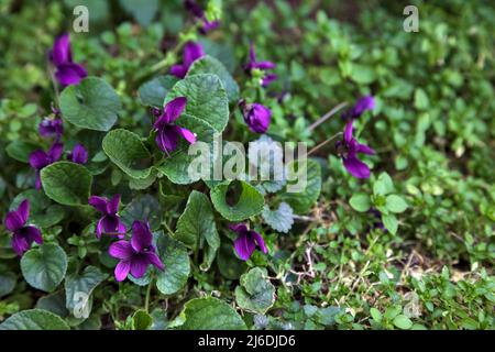Veilchen blühen im Gras aus nächster Nähe Stockfoto