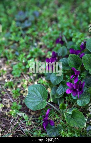 Veilchen blühen im Gras aus nächster Nähe Stockfoto