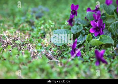 Veilchen blühen im Gras aus nächster Nähe Stockfoto