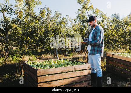 Junger lateinischer Bauer, der auf seinem Laptop neben Apfelkörben Telearbeit machte, mitten in seinen Plantagen. Stockfoto