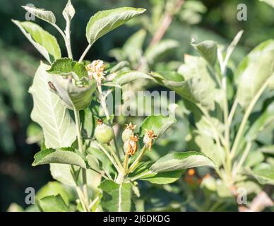 Junge Obstäpfel wachsen auf einem Obstbaum nach der Blüte im Garten Stockfoto