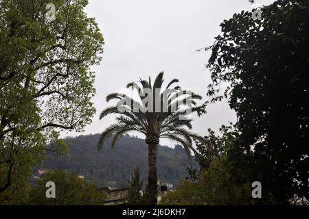 Palmen umrahmt von Bäumen an einem bewölkten Tag Stockfoto