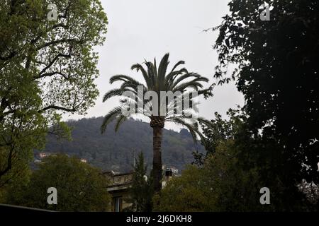 Palmen umrahmt von Bäumen an einem bewölkten Tag Stockfoto