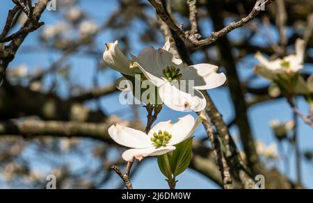 An einem sonnigen Frühlingstag blüht im Frick Park, einem Stadtpark in Pittsburgh, Pennsylvania, USA, weißer Dogwood Stockfoto