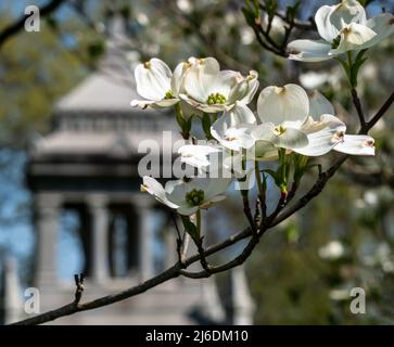 An einem sonnigen Frühlingstag blüht im Frick Park, einem Stadtpark in Pittsburgh, Pennsylvania, USA, weißer Dogwood Stockfoto