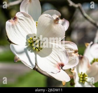 An einem sonnigen Frühlingstag blüht im Frick Park, einem Stadtpark in Pittsburgh, Pennsylvania, USA, weißer Dogwood Stockfoto