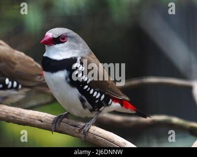 Ein Nahaufnahme-Porträt eines winzigen, aktiven, zwitschernden Diamond Firesels in unverwechselbarer Schönheit. Stockfoto