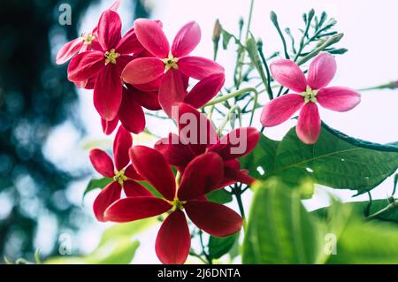 Mandevilla, Rocktrompet-Blüten mit fünf rosa Blütenblättern und gelb in der Mitte in Blüte, die von Sonnenlicht im Garten beleuchtet wird. Low-Angle-Ansicht. Stockfoto