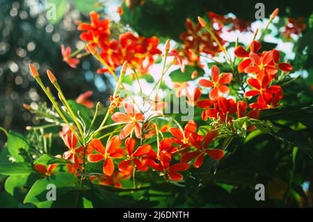 Mandevilla, Rocktrompet-Blüten mit fünf rosa Blütenblättern und gelb in der Mitte in Blüte, die von Sonnenlicht im Garten beleuchtet wird. Low-Angle-Ansicht. Stockfoto